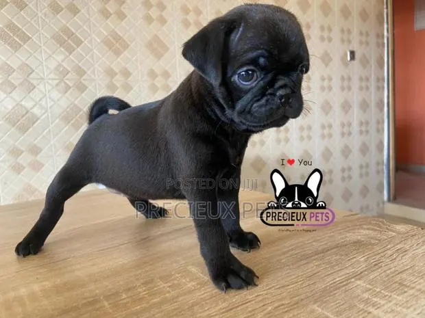 1-3 Month Male Purebred Pug · Photo 1