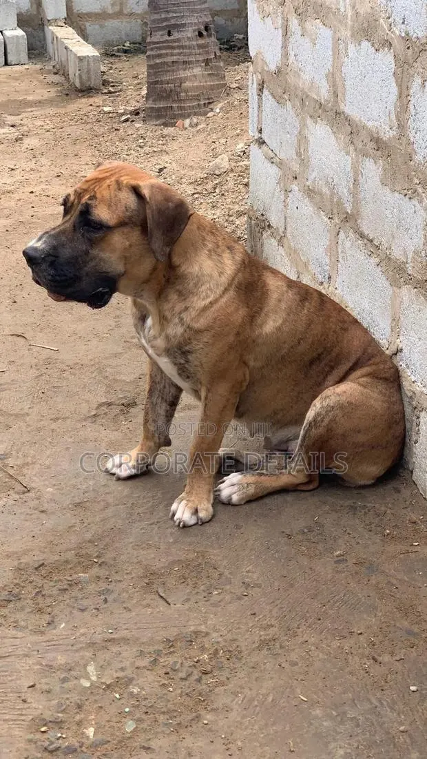 1+ year Female Purebred Boerboel · Photo 1