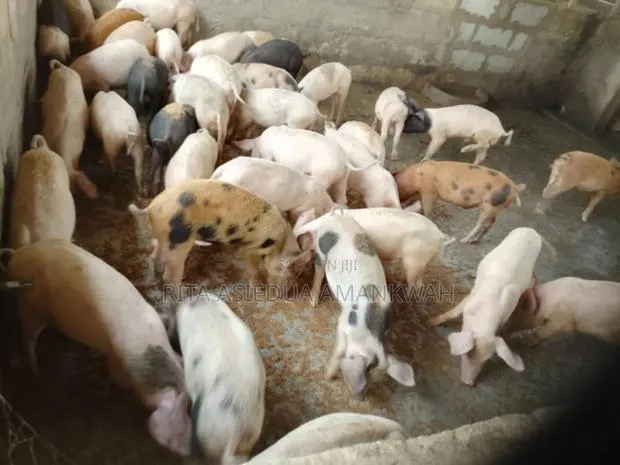 Pigs and Piglets for Sale · Photo 1