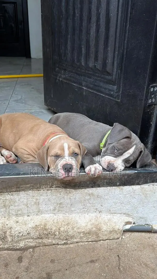 1-3 months Male Purebred American Bully · Photo 1
