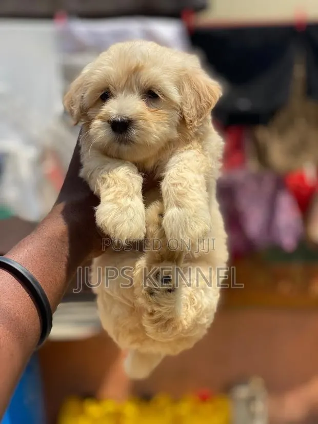 1-3 months Female Purebred Poodle · Photo 1