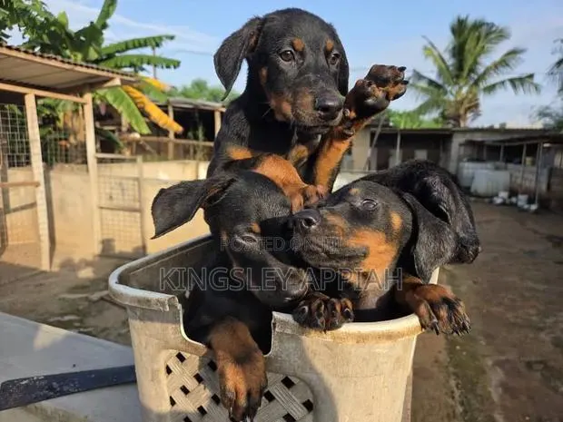 1-3 months Male Purebred Doberman Pinscher · Photo 1