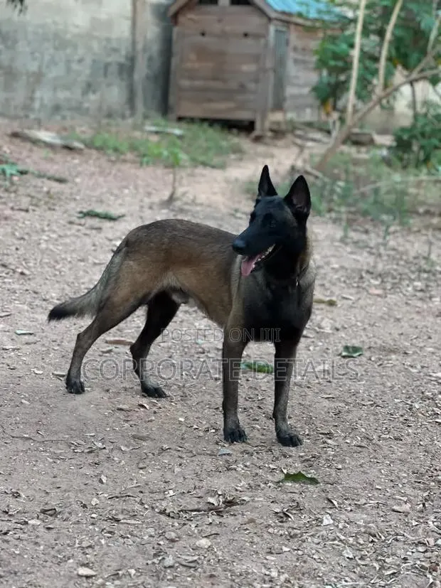 1+ year Male Purebred Belgian Malinois
