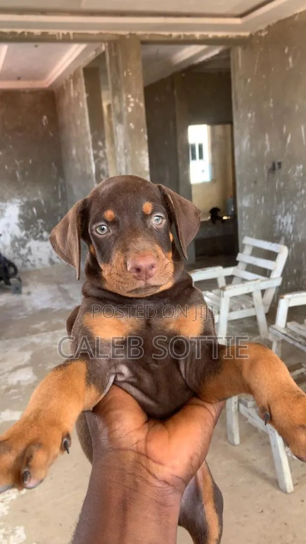1-3 months Male Purebred Doberman Pinscher · Photo 1