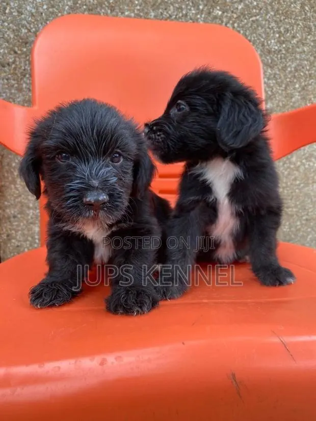 1-3 months Male Purebred Poodle · Photo 1