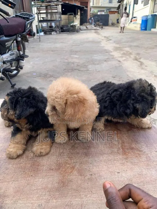 1-3 months Female Purebred Poodle · Photo 1