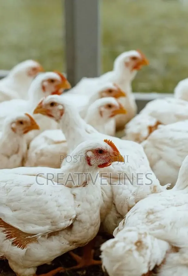 Poultry Chicken · Photo 2
