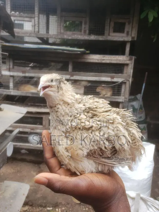 Jumbo Quails · Photo 1