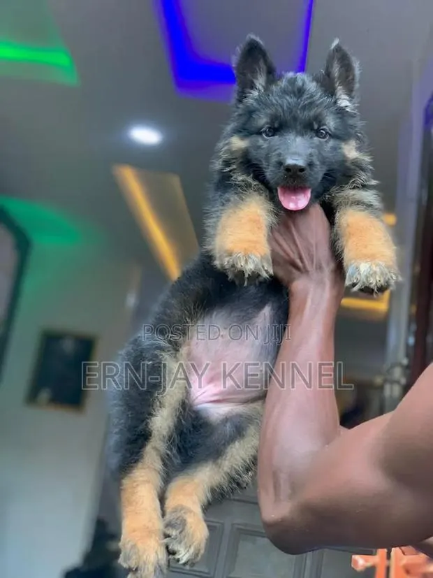 3-6 months Female Purebred German Shepherd · Photo 1