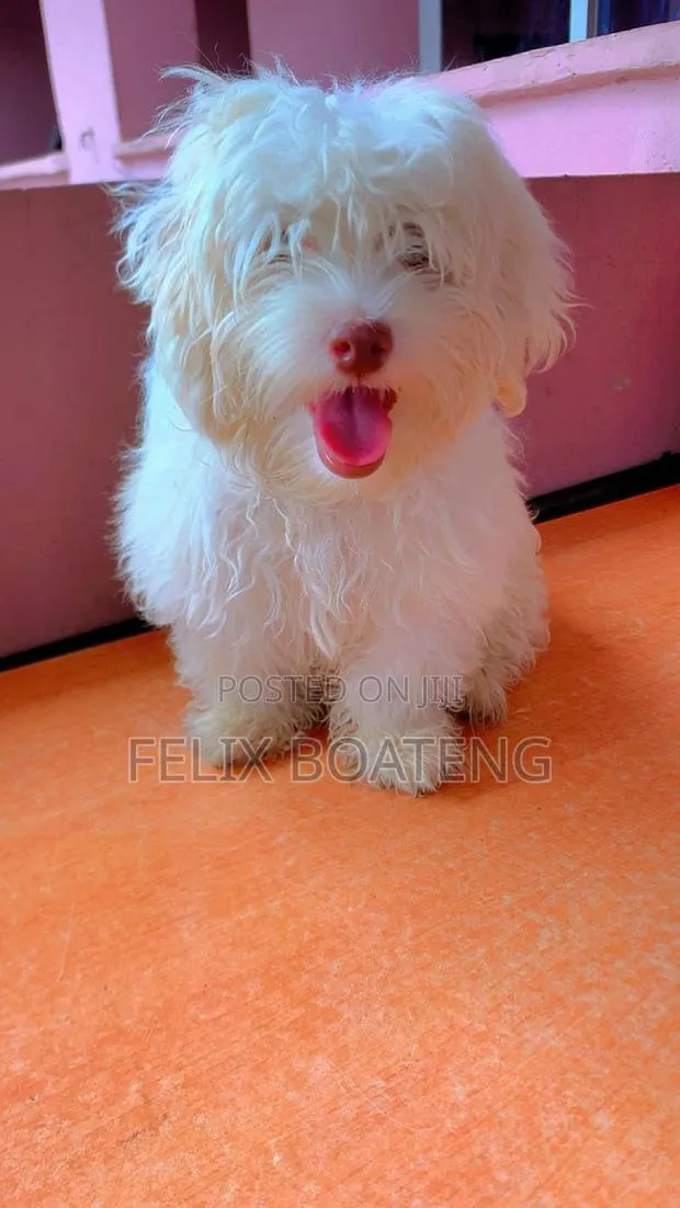 3-6 months Male Purebred Poodle · Photo 1