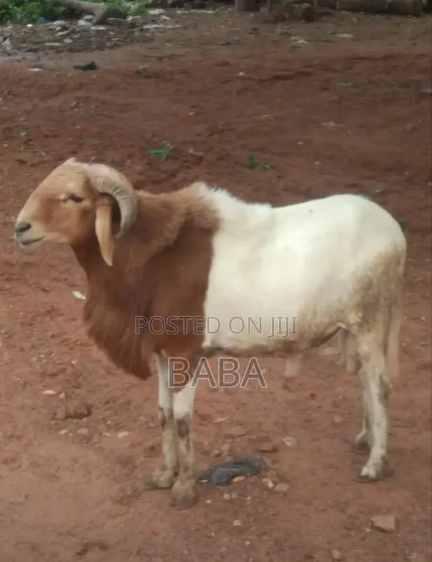 Sheep for Sale · Photo 1