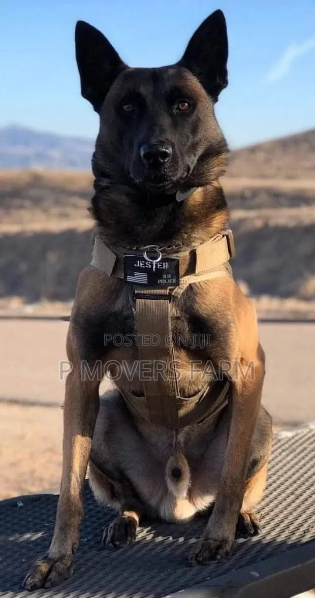 1-3 months Male Purebred Belgian Malinois · Photo 1