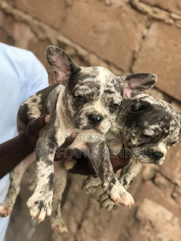 1-3 months Female Purebred French Bulldog · Photo 1