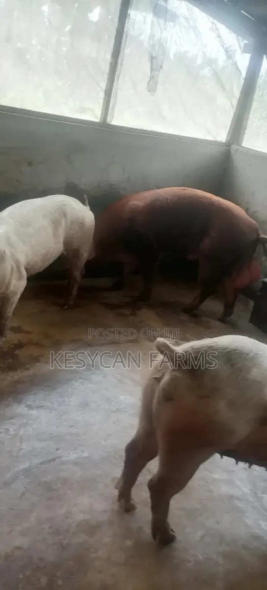 Boar and Sows - Pigs · Photo 1