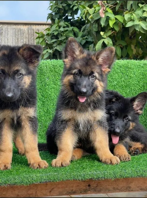 1-3 months Male Purebred German Shepherd · Photo 1
