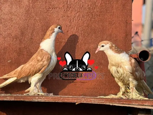 1 Pair of Lahore Pigeons 00020 · Photo 1
