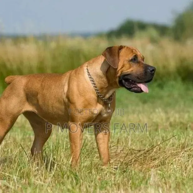 1-3 months Male Purebred Boerboel · Photo 1