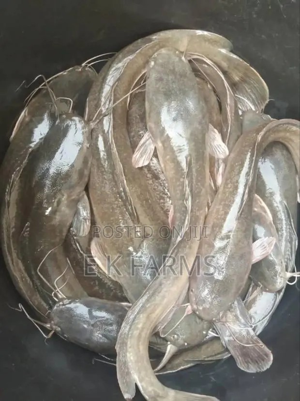 Fast Growing Catfish Juveniles, Fingerlings and Jumbo Size
