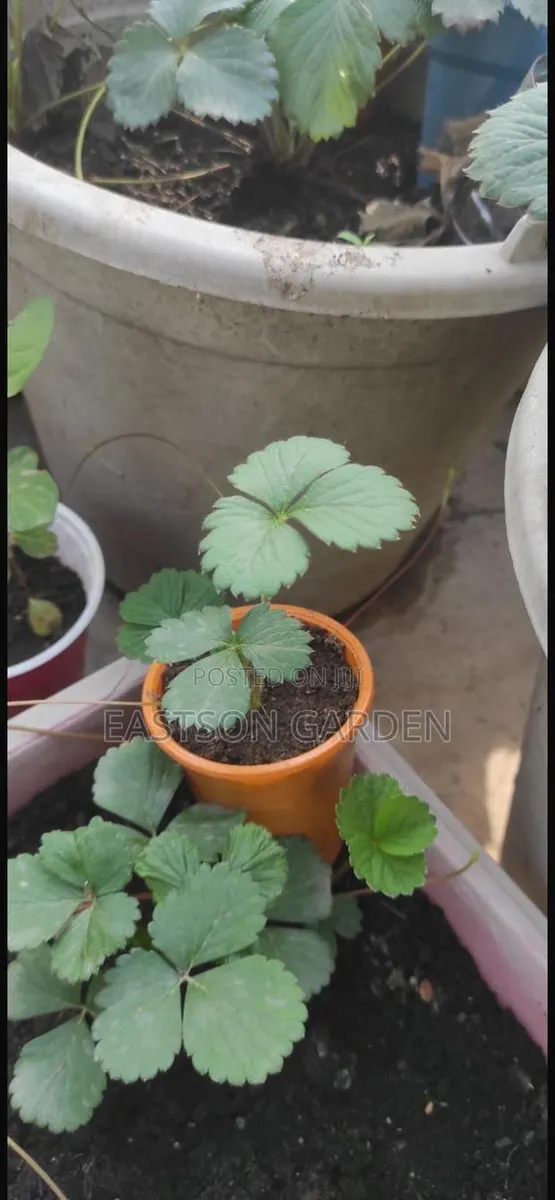 Exotic Strawberry Seedlings Quick Sale · Photo 2