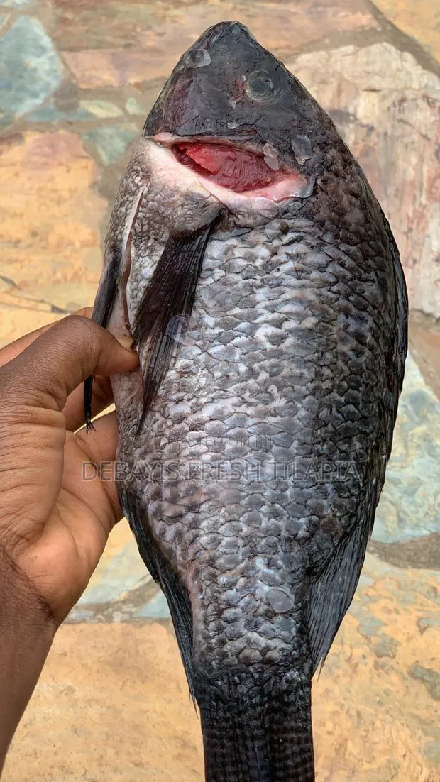 My Tilapia’S Freshness, Tastiness and Affordability Is 100% Assured. · Photo 1