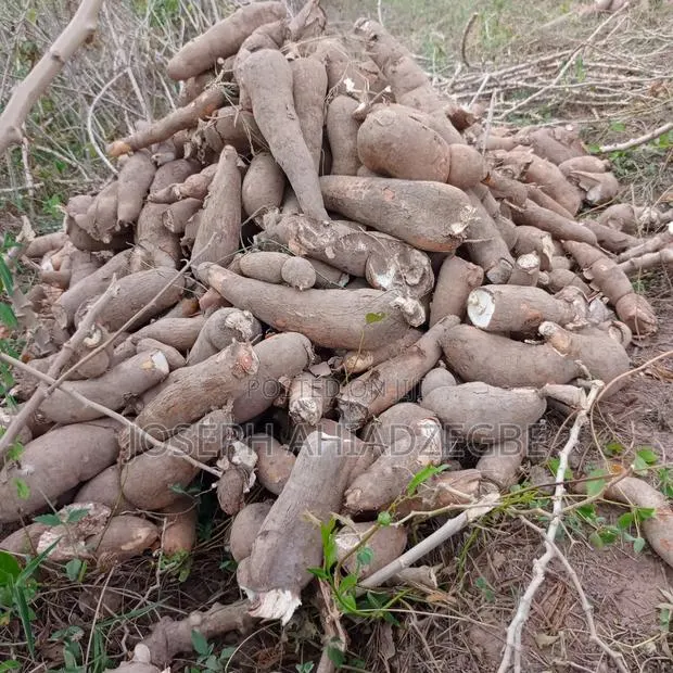 Cassava for Sale · Photo 1