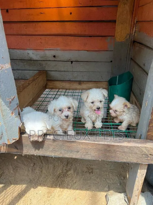 1-3 months Female Purebred Maltese · Photo 1
