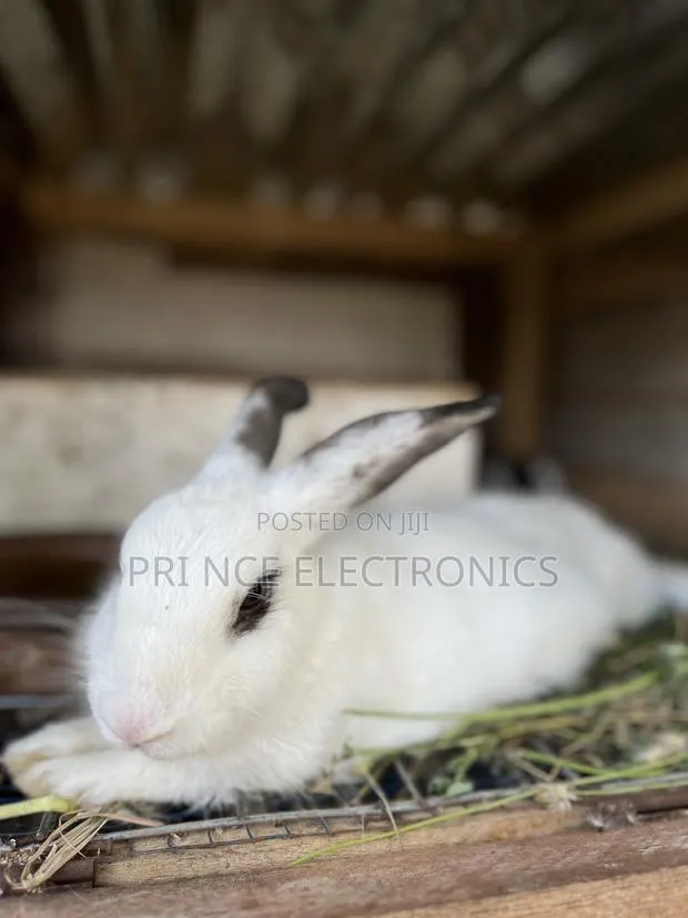 Rabbits for All · Photo 1