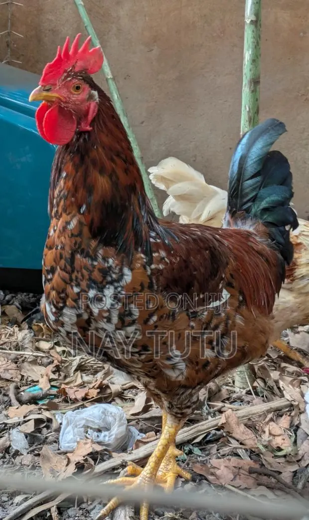 Big Male Fowl for Enjoyment and Breeding · Photo 1