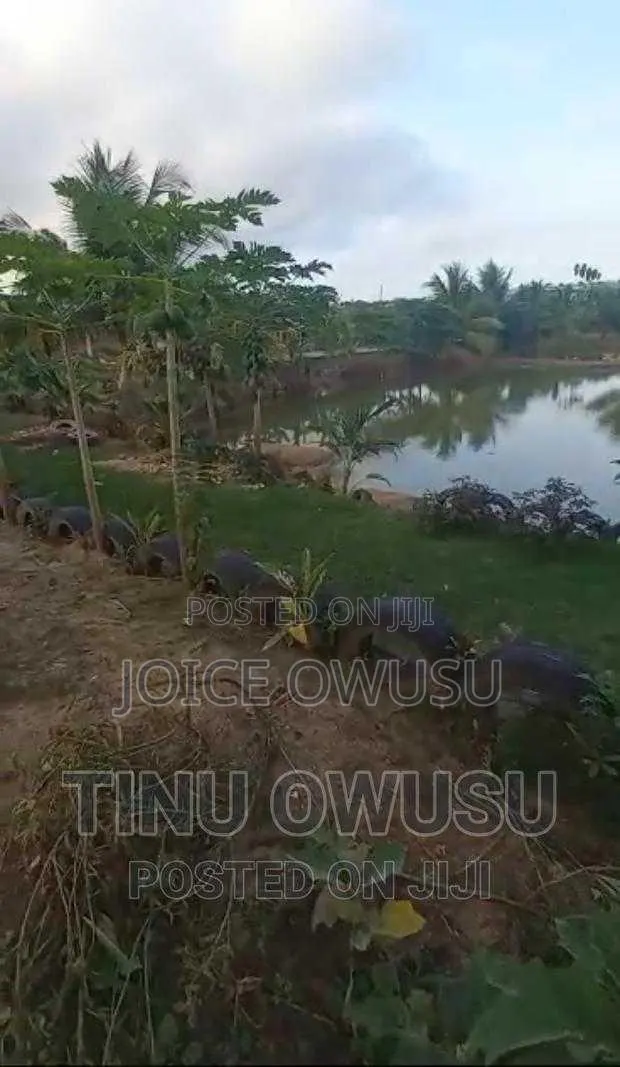 Land for Sales, Rentals and Fish Ponds · Photo 4