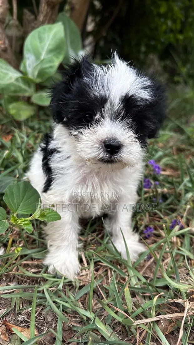 1-3 months Female Purebred Maltese · Photo 1