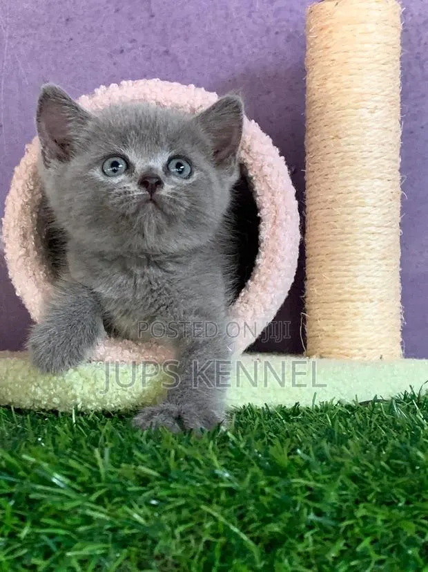 1-3 months Female Purebred British Shorthair · Photo 1