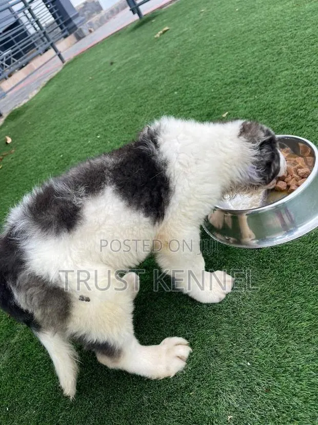 1-3 months Female Purebred Caucasian Shepherd · Photo 1