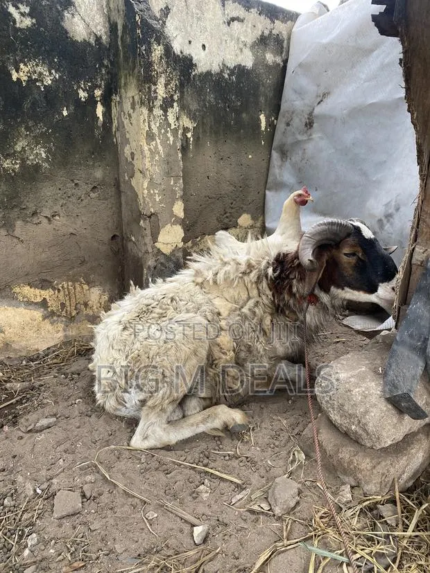 Health Sheep · Photo 1