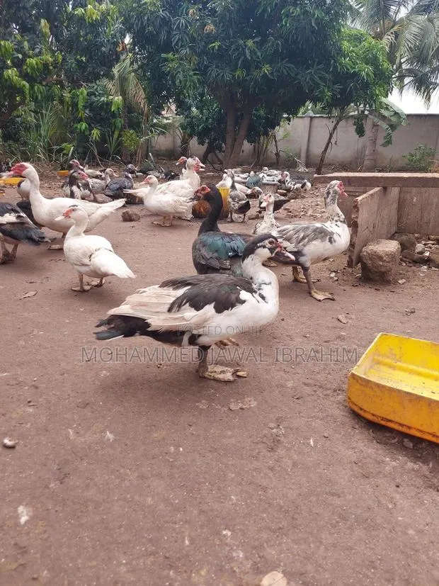 Laying Mature Ducks · Photo 1