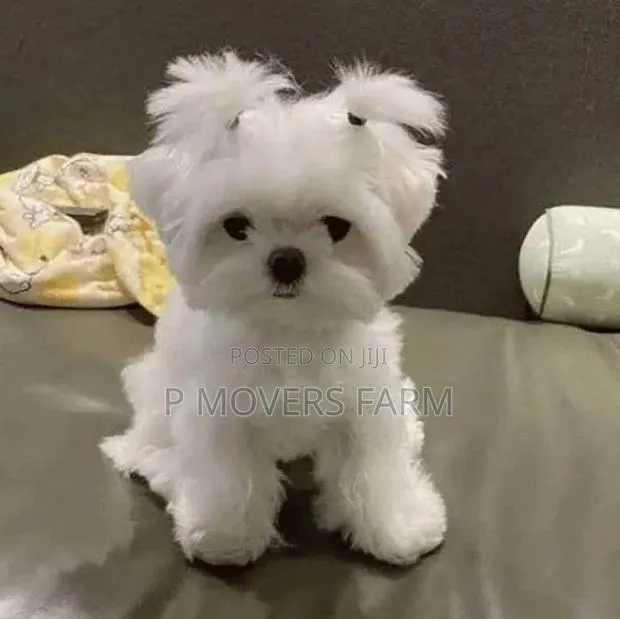 1-3 months Male Purebred Poodle · Photo 1