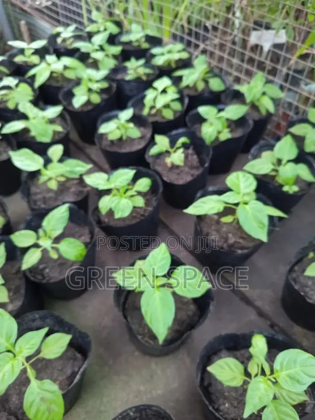 Habanero Pepper Red Seedlings · Photo 2