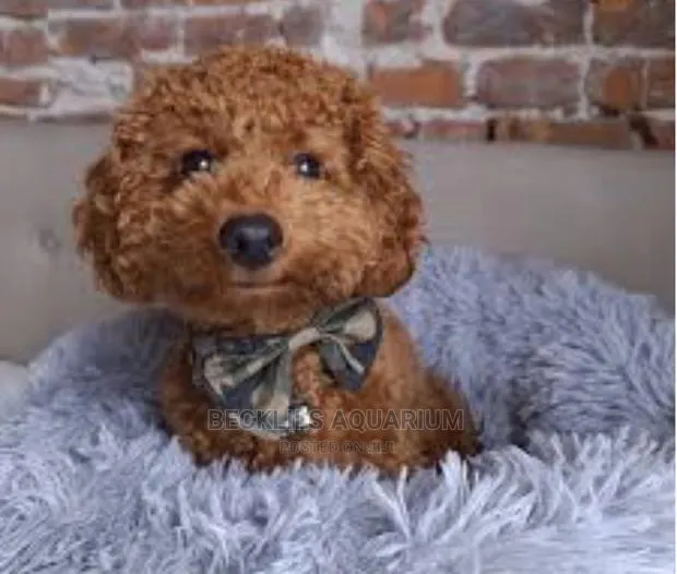 0-1 month Female Purebred Poodle · Photo 1