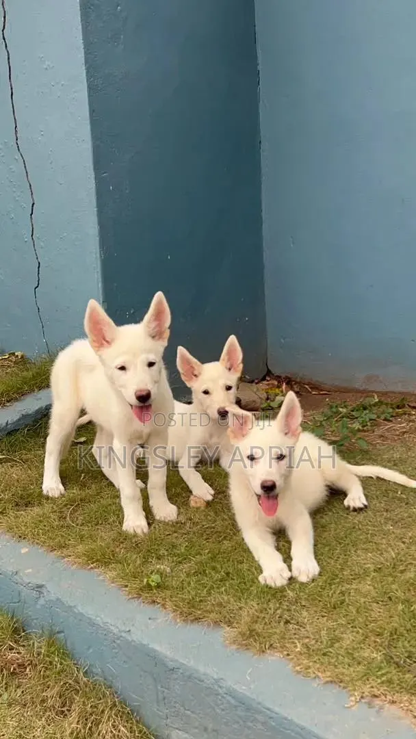 1-3 months Male Purebred German Shepherd · Photo 1