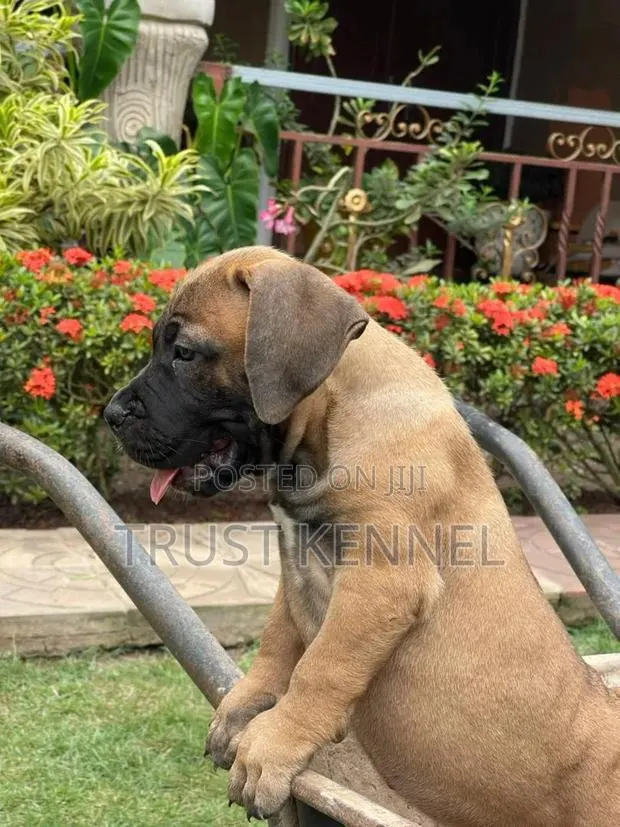 1-3 months Male Purebred Boerboel · Photo 1