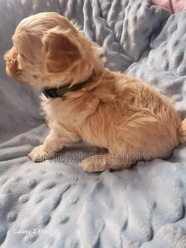 1-3 months Female Purebred Poodle · Photo 1