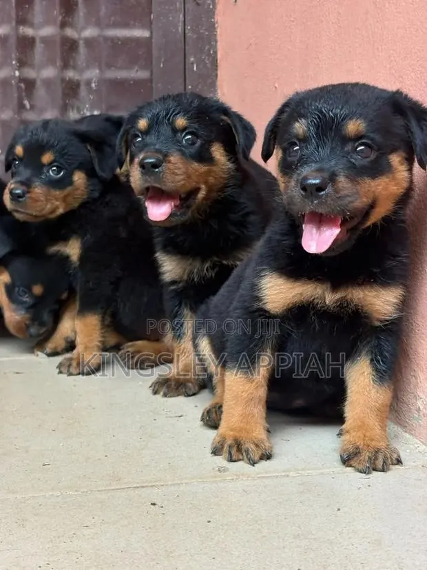 1-3 months Male Purebred Rottweiler · Photo 1