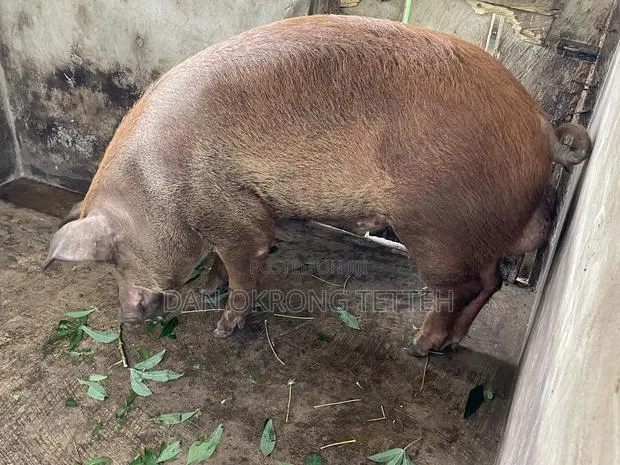 Quality Durocs · Photo 1