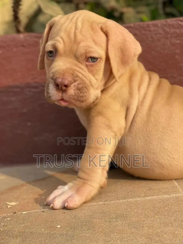 1-3 months Female Purebred Boerboel · Photo 1