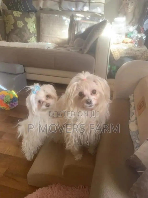 1-3 months Male Purebred Maltese · Photo 1