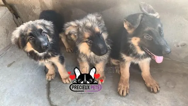 1-3 Months Female Purebred German Shepherd · Photo 1