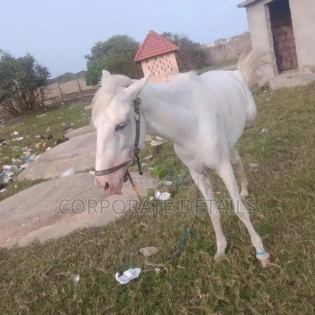 Horse (White) · Photo 2