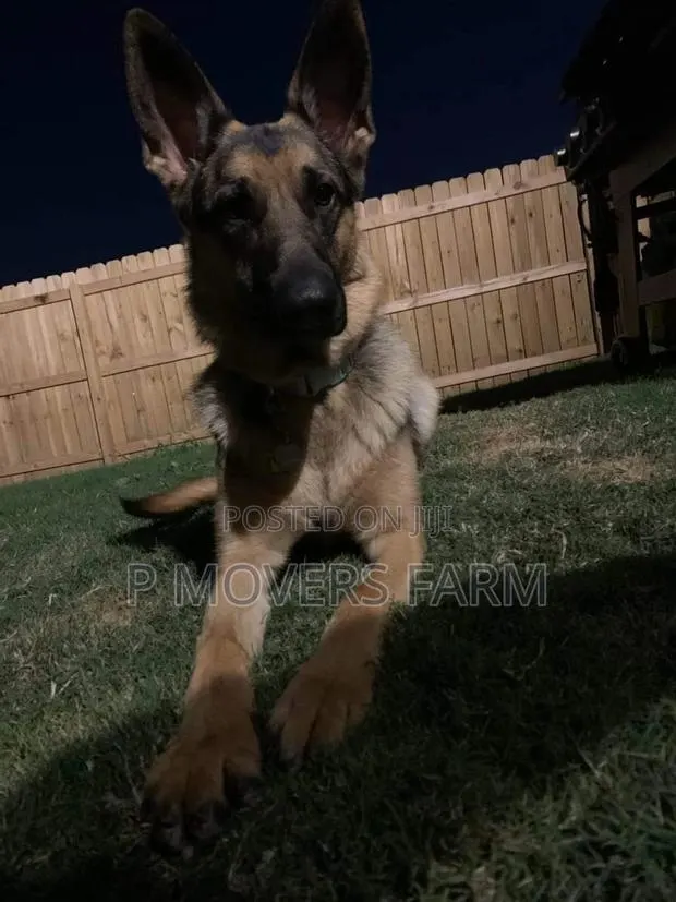 1-3 months Female Purebred German Shepherd · Photo 1