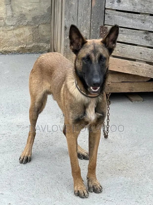 1+ year Male Purebred Belgian Malinois · Photo 1