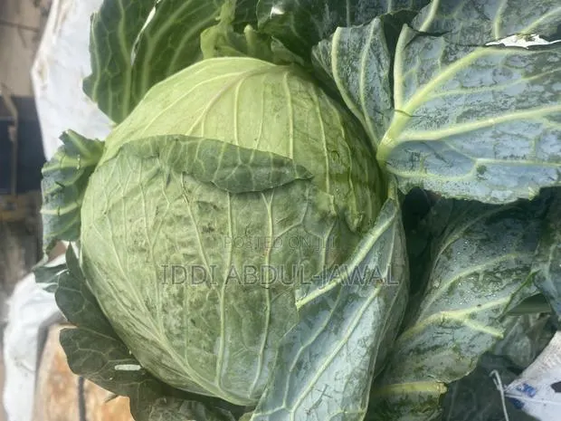 Buy Your Fresh Local Greener Cabbage · Photo 1