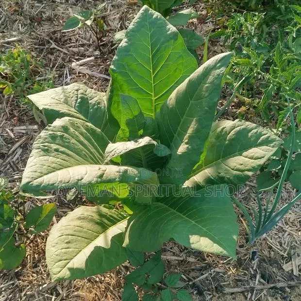 Bonto Leaves · Photo 1